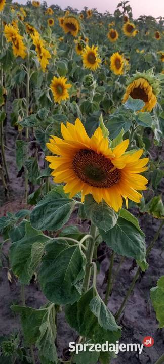 Słoneczniki ozdobne Lubelskie Lublin