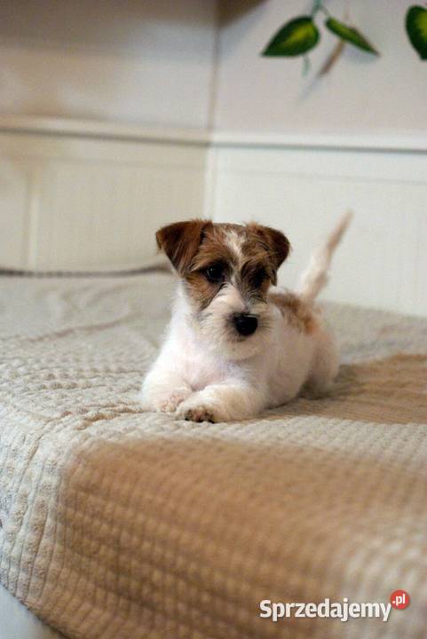 Jack Russell Terrier piesek szorstki Jack Russell Terrier Toruń