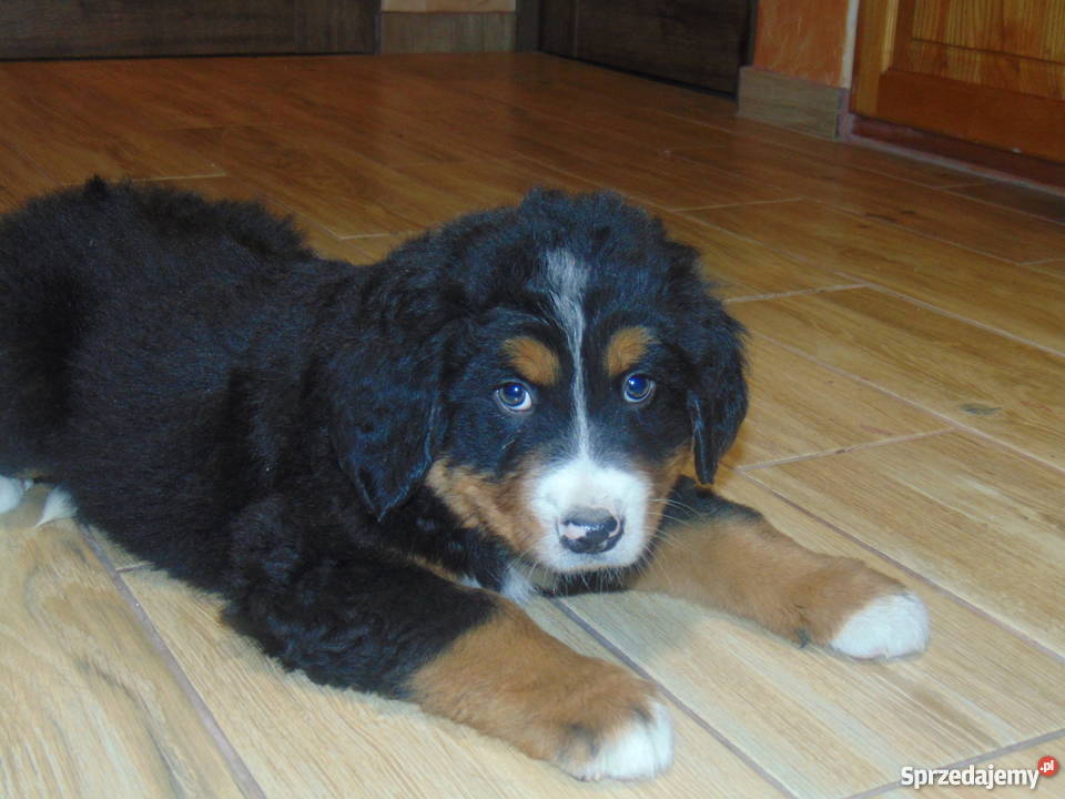 Szczeniaki Berneński pies pasterski Teresin