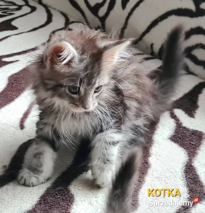 Kociaki szukają nowego domu opolskie Opole