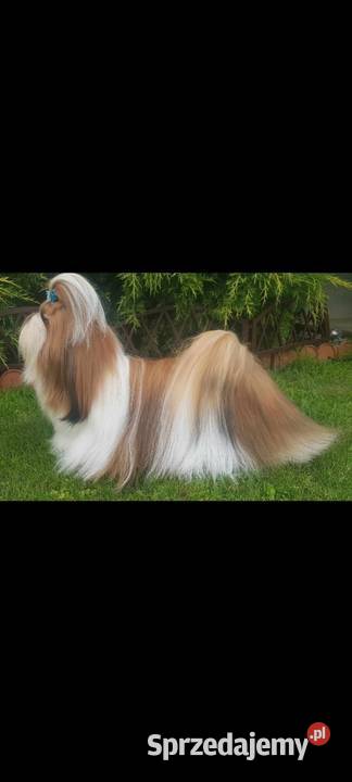 ShihTzu sunia Mokrsko