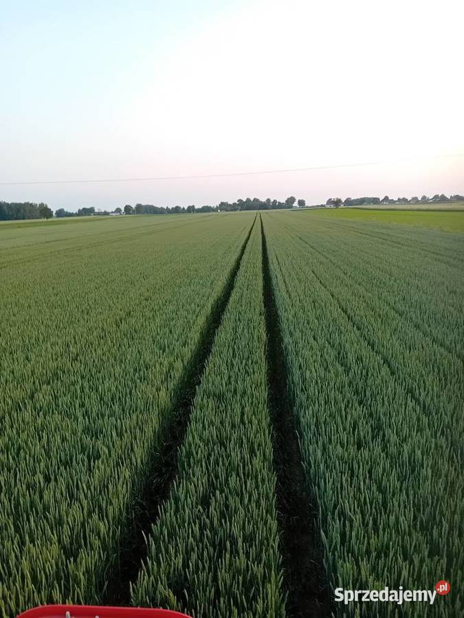 Pszenica ozima Pallas centrali lubelskie Jadwisin