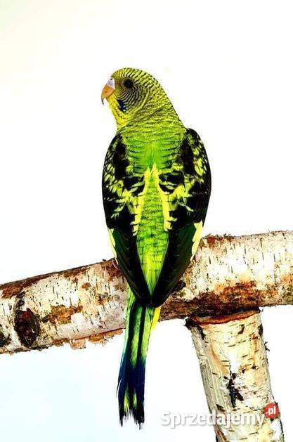 papużka falista blackwing czarnoskrzydła papugi sprzedam