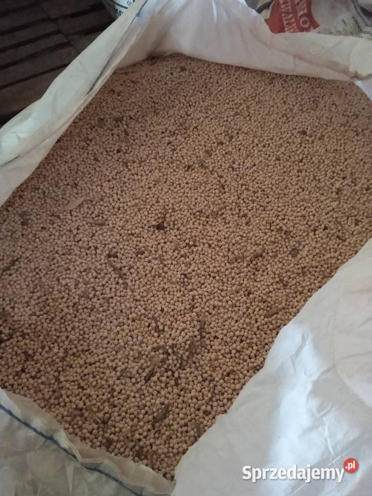 Groch tegoroczny Dzierżoniów