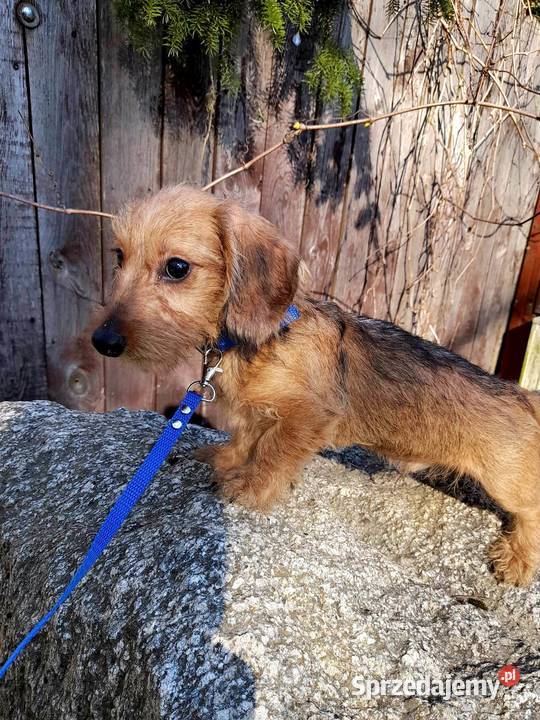 Jamnik szorstkowłosy króliczy pomorskie Klonowo Dolne