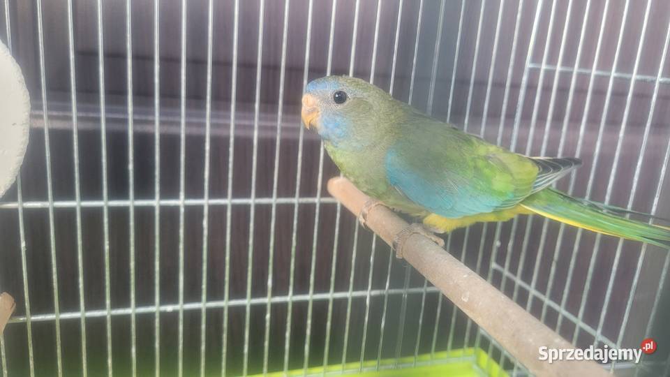 Papuga łąkowka wspaniała Wieliczka