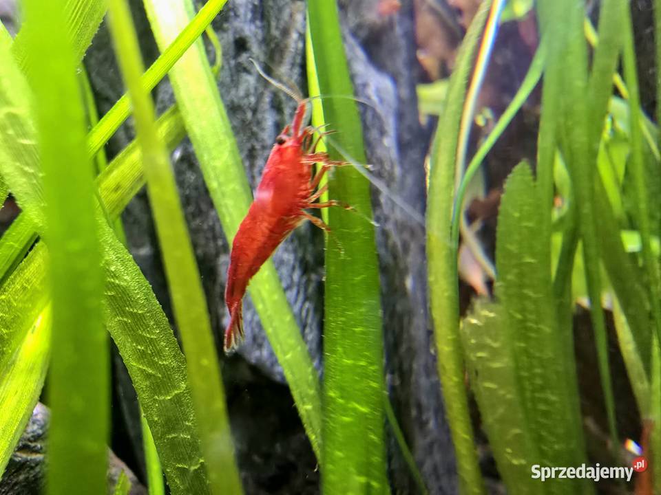 Krewetki Red Sakura Szczecin