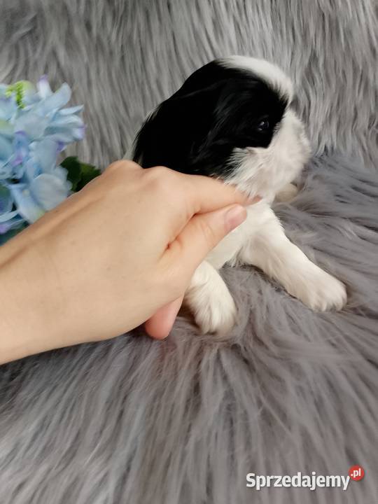 Śliczny piesek rasy shih tzu Kępno
