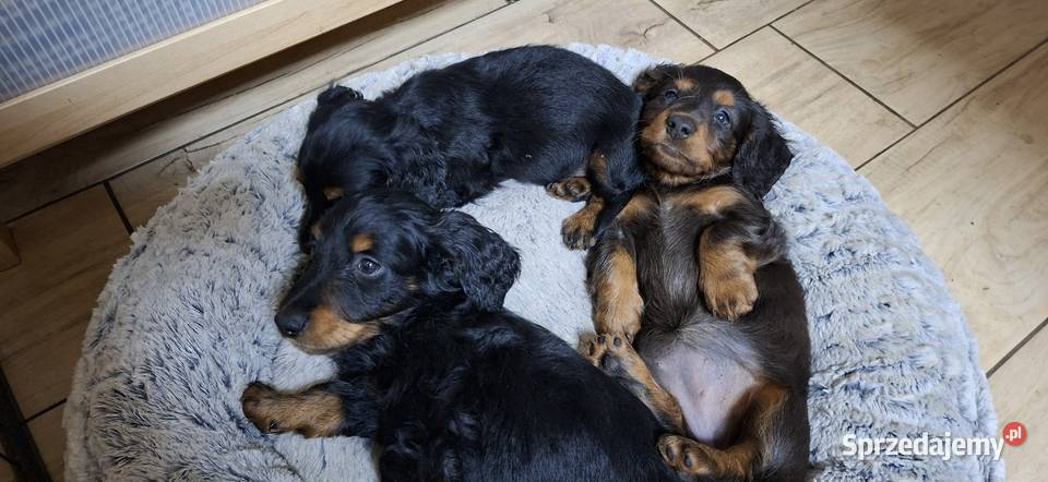 Jamnik miniaturowy długowłosy Poniec