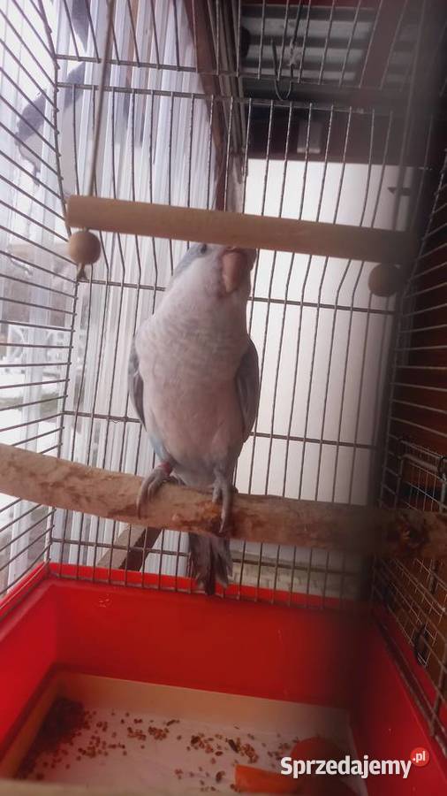 Mnicha Nizinna samiczka Krościenko Wyżne