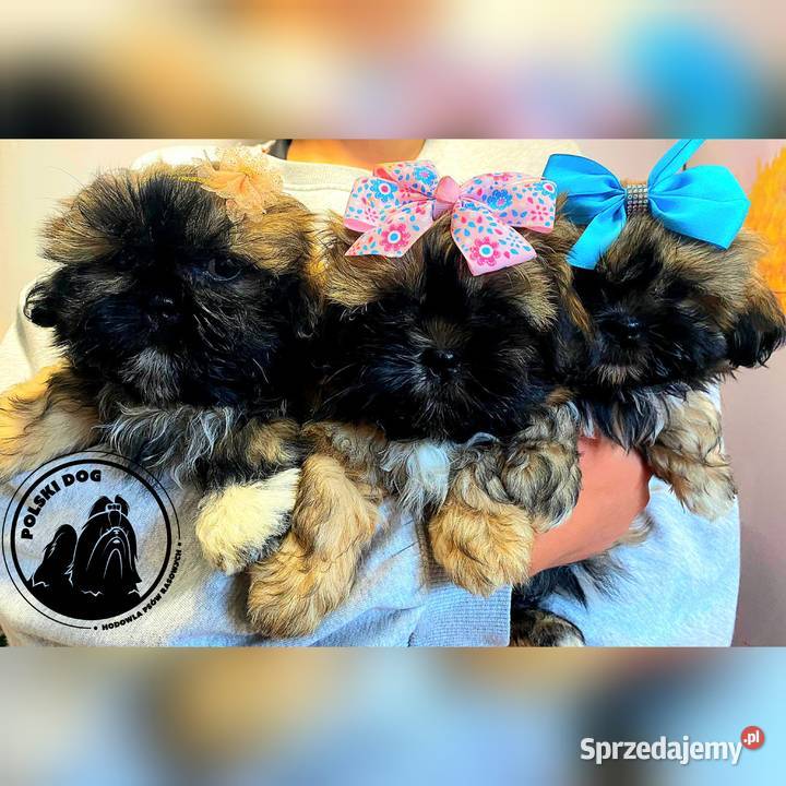 ShihTzu z IV pokoleniowym rodowodem DNA Polski