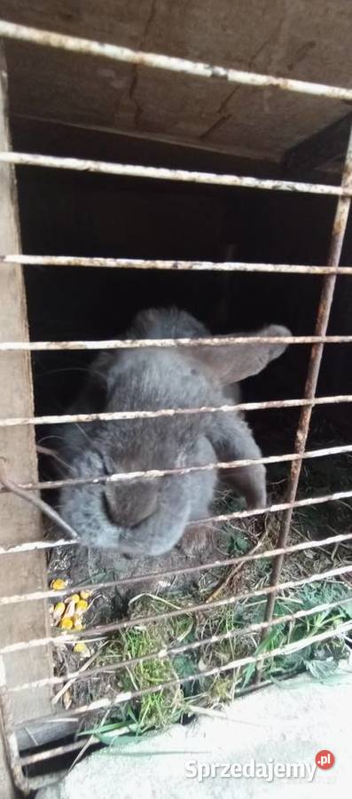 Sprzedam króliki mięsna odchowano zachodniopomorskie Goleniów
