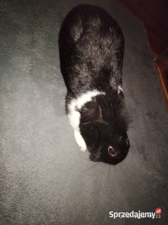 Królik samica miniaturka Króliki Szubin