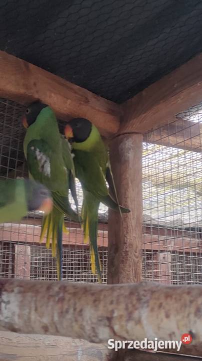 Aleksandretty himalajskie Parzno sprzedam