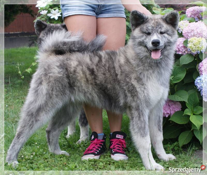 AKITAINU z ROOWOEM FCI CHAMPIONACH Akita Mikołów