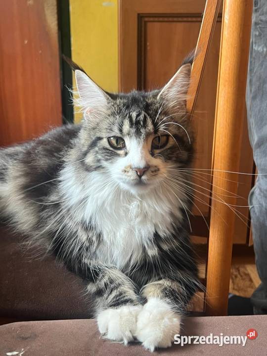 Koteczka Maine Coon Sława