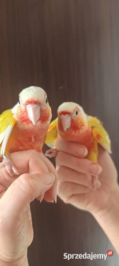 Rudosterki ręcznie karmione sanczeki Tychy