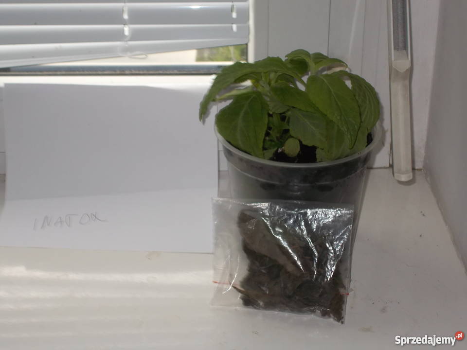 sadzonki salvia divinorum łódzkie Ignacew Rozlazły