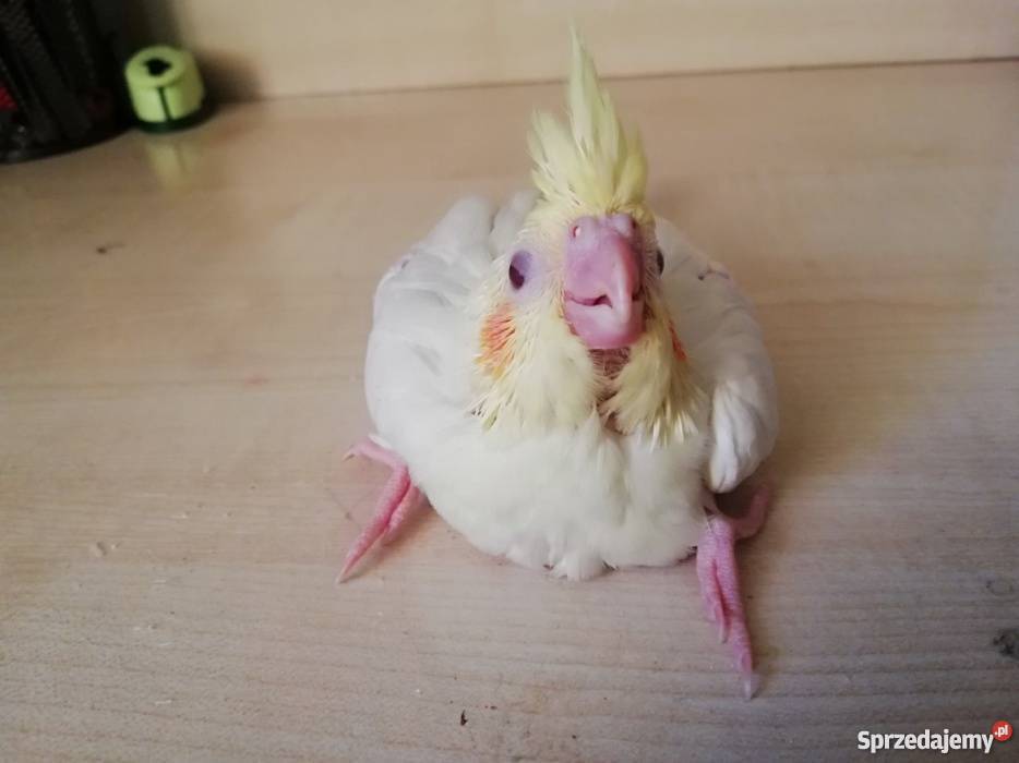 Papuga Nimfa Ręcznie Karmiona Rydułtowy