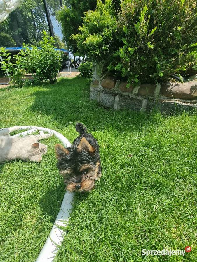 York terrier Grabów nad Prosną