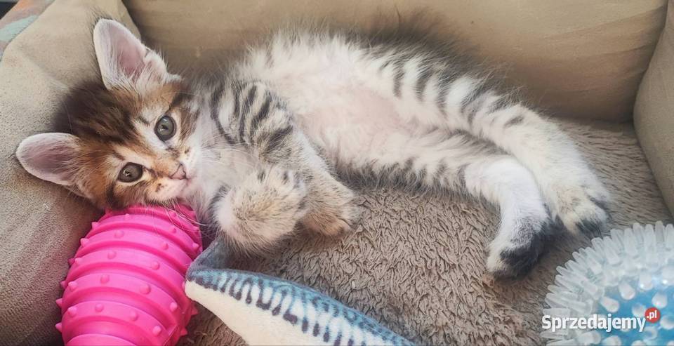 Kurylski Bobtail rodowód FPLFIFE osobowość psa i