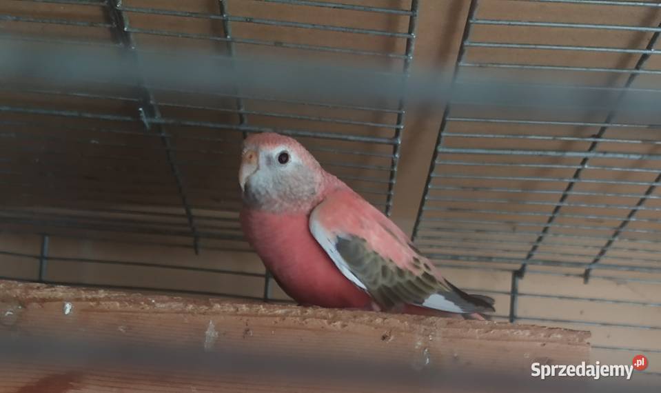 Liliank papugiililianki różowe Ptaki Kłodzko