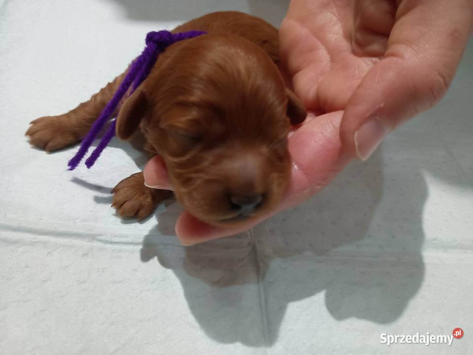 Cavapoo f1b Miechów