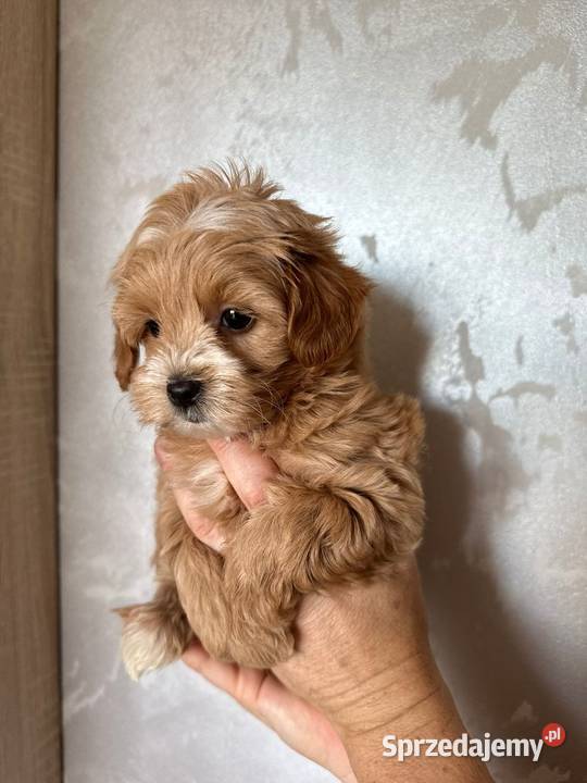 Pieski maltipoo kolor karmelowy dziewczynka Warszawa