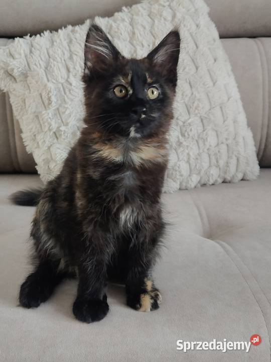 Koteczka Maine coon