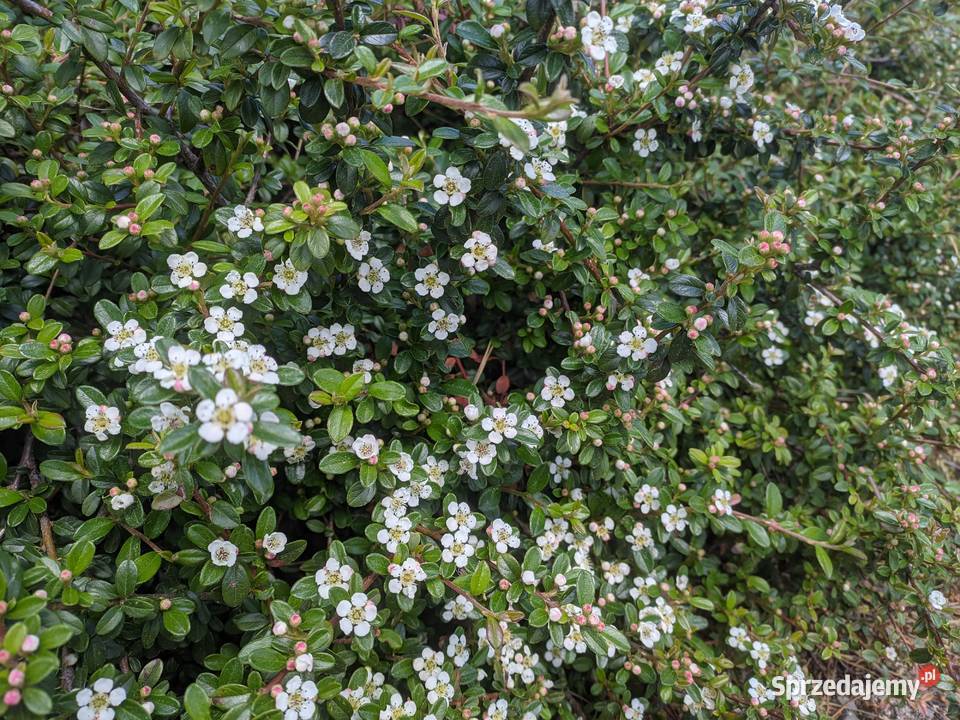 Irga Płożąca zadarniająca duża sadzonka XXL