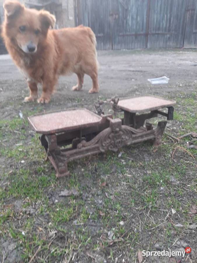 Waga łódzkie Wejsce sprzedam