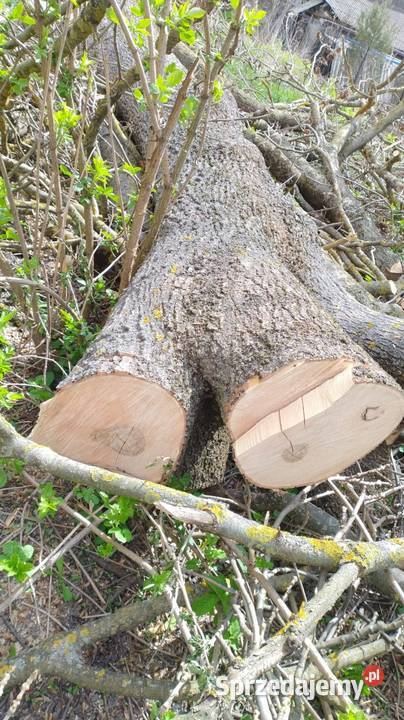 Jesion Horodyszcze sprzedam