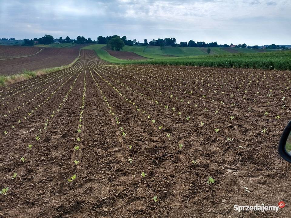 Sadzarka do rozsady agro kubeczkowa Siewniki i sadzarki