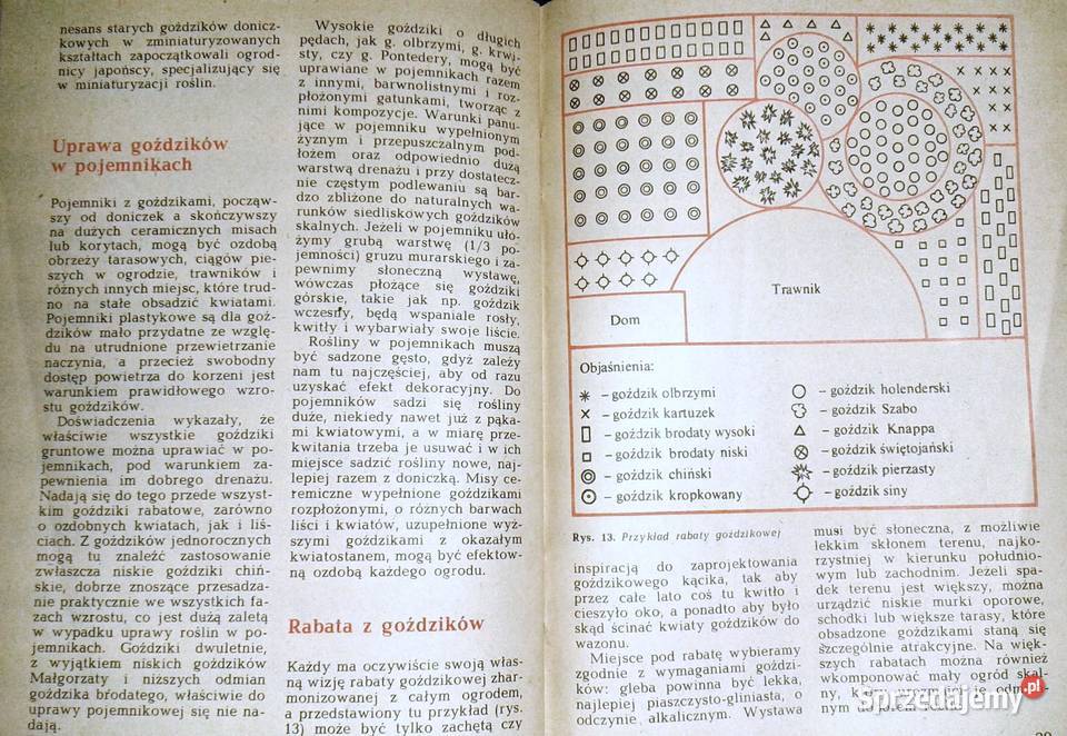 Goździki w ogródku Rabatowe skalne Kazimierz Rok wydania 1985 lubelskie Chełm