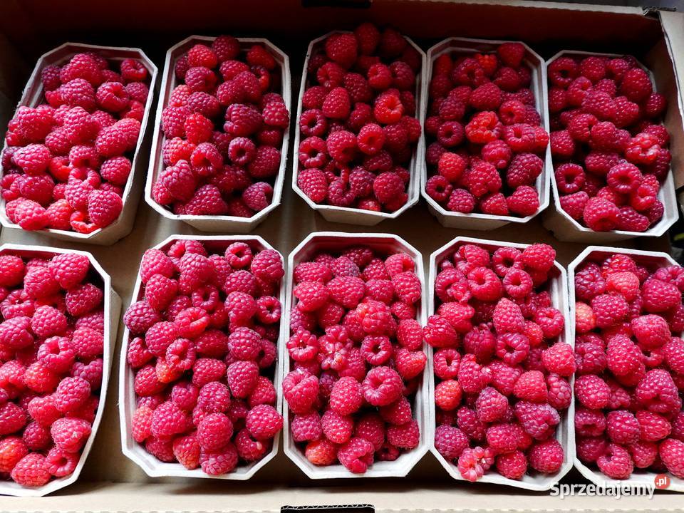 Świeże maliny owoce jeżyny borówki 1505 Janów