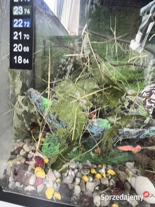 Patyczaki 2 do 6 wielkopolskie