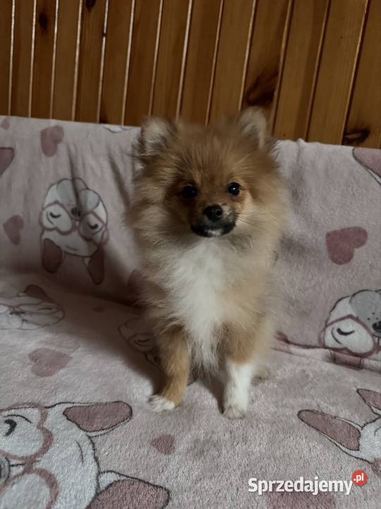 Szpic Miniaturowy pomeranian komplet szczepień Szpic miniaturowy