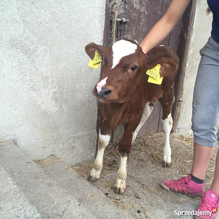 sprzedam cieliczkę ciele cielaki krowie Wadowice