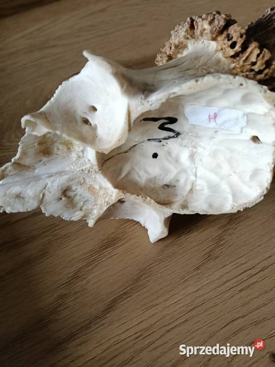 Rogacz silny medalowy Olsztyn sprzedam