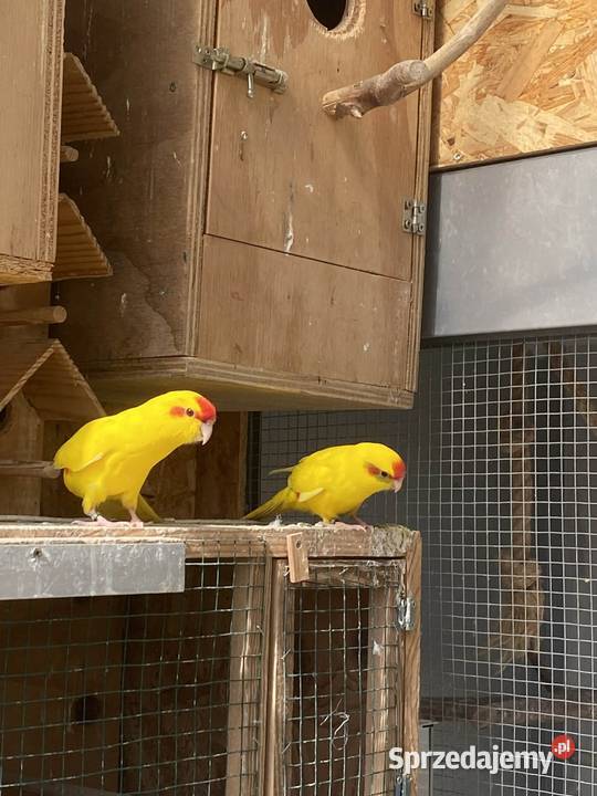 Papugi modrolotki Tylmanowa