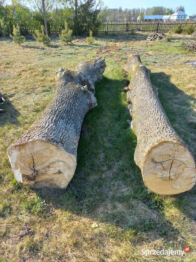Jesion grube kłody 3460 świeże 16 m Drewno konstrukcyjne Rogowo-Folwark