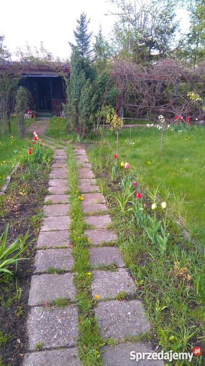 Ogródek działkowy ROD Pilczyce Hutnicza Wrocław sprzedam