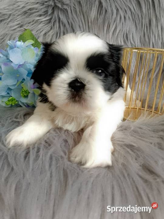 Biało czarny piesek rasy ShihTzu Namysłów