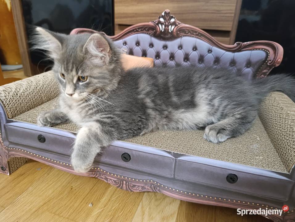 Urocza kotka Maine coon Maine Coon lubelskie Krasnystaw