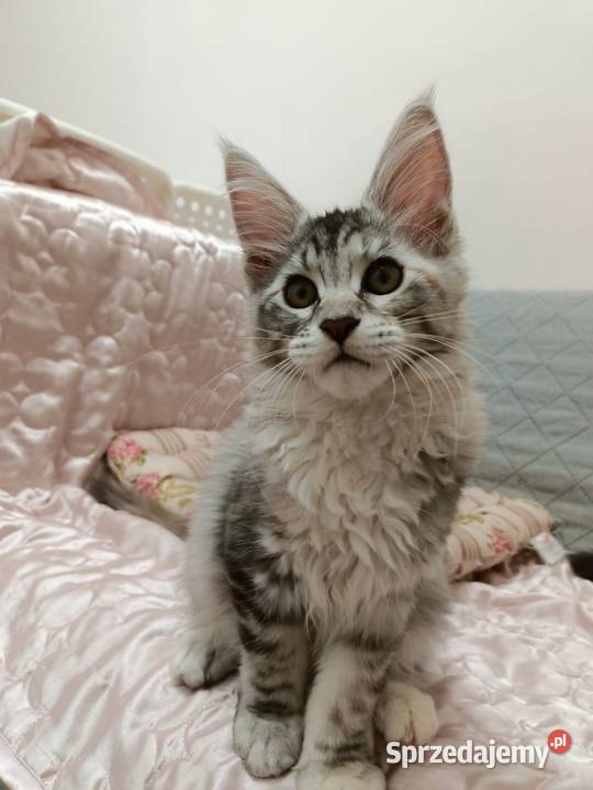 Kochane kociaczki Maine coon Wrocław