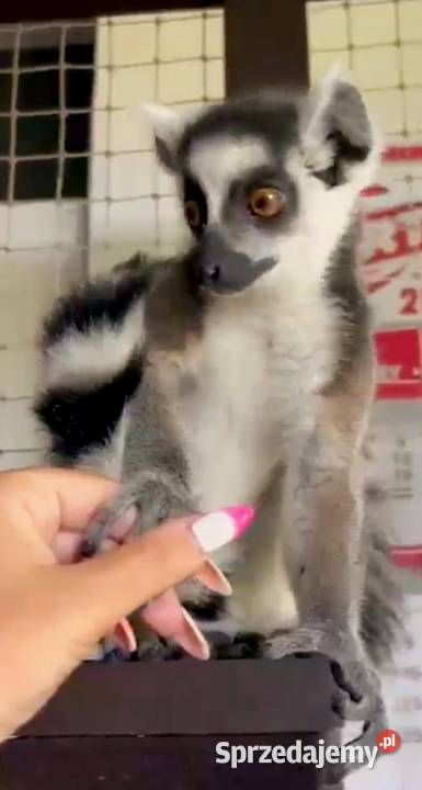 Sprzedam młode Lemury Katta Lemur catta oswojone