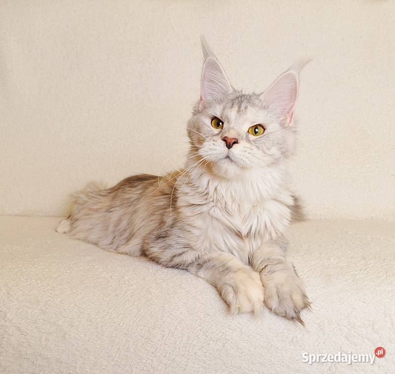 Przepiękny biszkoptowy kocurek z Rodowodem Maine Coon Białystok