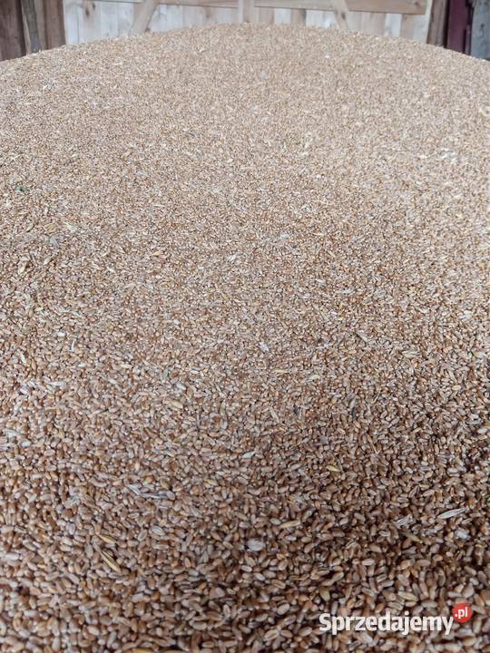 Pszenica oscista jara Główka sprzedam