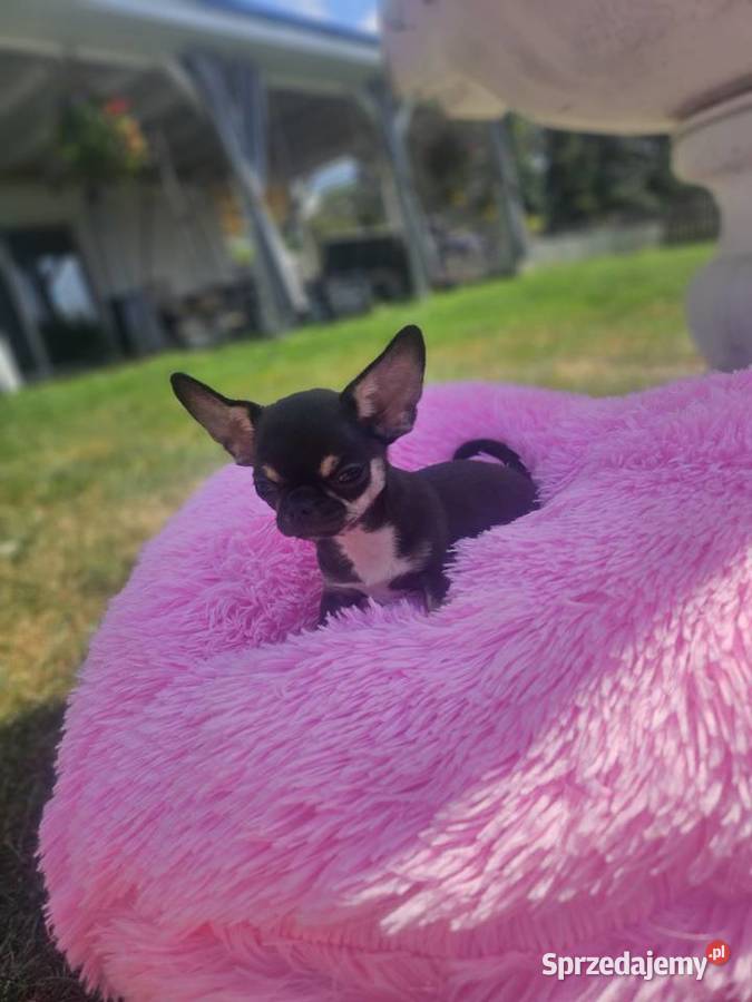 Mini dziewczynka chihuahua 11 tyg Wrocław sprzedam