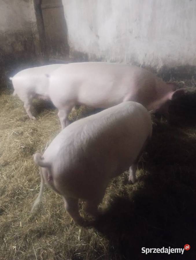 Sprzedam tucznika Gać